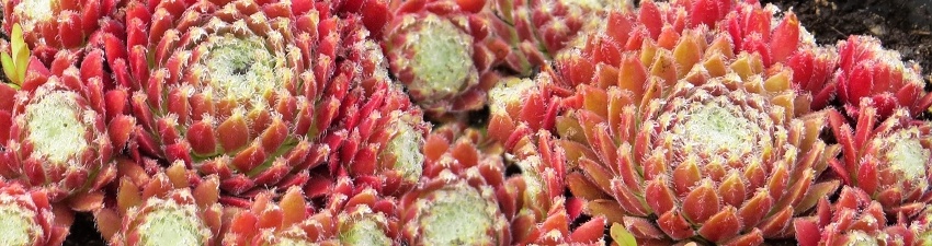 Sempervivum banner
